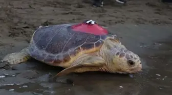 Tuba'nın Dönüşü: Yaralı Caretta Caretta, İztuzu Plajı'na Yuvaladı