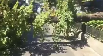 Üsküdar'da Ağaç Park Halindeki Cipe Devrildi