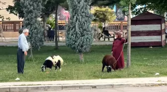 Elazığ'da Yaşlı Çiftin Koyunlarıyla Renkli Anları