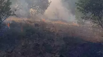 Zonguldak'ta Orman Yangını Paniğe Neden Oldu
