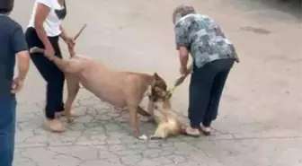 Ankara'da Ağızlıksız Pitbull Saldırdı