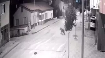 Sivas'ta Ayıların Mahalleye İnişi Kameralarda
