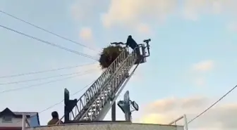 Yavru Leylek, İtfaiye Ekipleri Tarafından Yuvasına Konuldu
