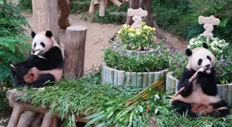 İkiz Pandalar Rui Bao ve Hui Bao'nun 2. Doğum Günü Kutlandı