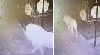 Hayvan parkından kaçan aslanın kafesten çıktığı anlar güvenlik kamerasında