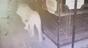Aslanın Kaçma Anı Güvenlik Kamerasında