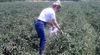 Aydın'da Domates Hasadı Öncesi Pestisit Kontrolleri Başladı