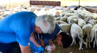 Tekirdağ'da Küçükbaş Hayvancılıkta Aşı ve Kayıt Çalışmaları Yapıldı