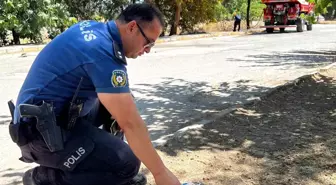 Adıyaman'da Yangında Kurtarılan Kaplumbağa Güvenli Bir Bölgeye Bırakıldı