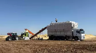 Diyarbakır Ovası'nda Sıcak Hava Altında Saman Hasadı