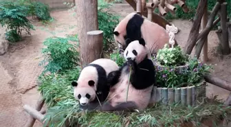 Güney Kore'deki Panda İkizleri İkinci Yaş Gününü Kutladı