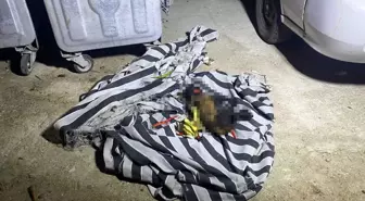 Antalya'da Çöp Konteynerinde Yangın: Telef Olan Köpek Bulundu