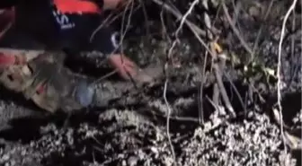 Hatay'da Orman Yangını Kontrol Altına Alındı