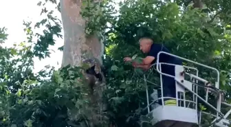 Ayağına İp Dolaşan Karga İtfaiye Ekipleri Tarafından Kurtarıldı
