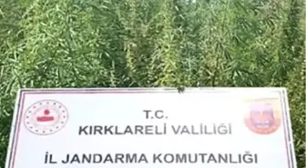 Kırklareli'nde 102 Bin Kök Hint Keneviri Ele Geçirildi