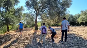 Ayvalık'ta Zeytin Üretimi ve Taşınmasının Tarihi İnceleniyor