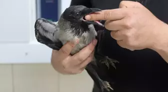 Veteriner Hekim Yaralı Kargayı Tedavi Edip Doğaya Saldı