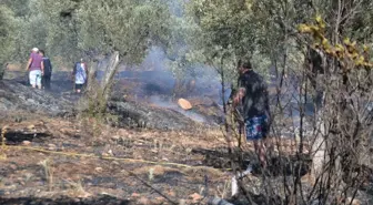 Ayvalık'ta Zeytinlikte Yangın: 1 Hektar Zarar Gördü