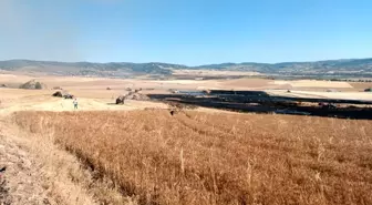 Çorum'da Yangın: 3 Bin Dekar Buğday Tarlası Zarar Gördü
