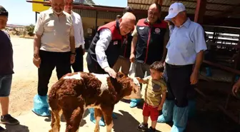 Denizli'de Hastalıktan Ari Süt Sığırı İşletmesi İncelemesi