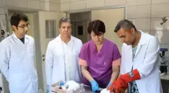 Tosbik Adlı Kaplumbağa Akrilik İle Tedavi Edildi