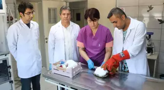 Tosbik Adlı Kaplumbağa Akrilik İle Tedavi Edildi