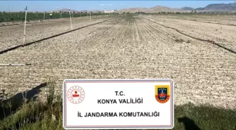 Konya'da Yasadışı Kenevir ve Uyuşturucu Operasyonu