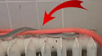 Restoranın tuvaletinde yılan bulundu