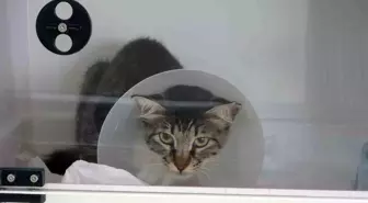 Mersin'de Sokak Kedisine Tekme Atan Saldırgan Tutuklandı