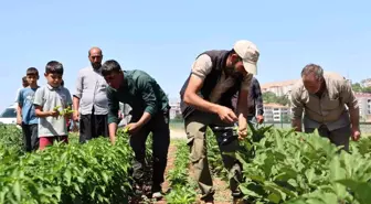 Elazığ'da Organik Sebze Üretimi: Fiyatlar Yüzde 50 Daha Uygun