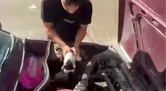 Otomobilin Motor Bölümüne Sıkışan Yavru Kedi Kurtarıldı