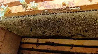 Denizli'de Kekik Balı Üretiminde Rekolte Artışı