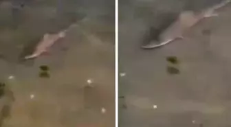 Burası Okyanus değil İstanbul'un göbeği! Denize bakanlar gözlerine inanamadı