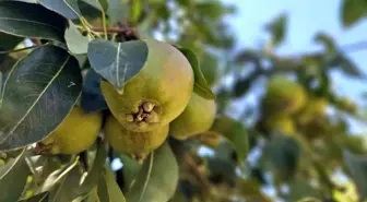 Emekli Madenci Armut Bahçesiyle Yeni Bir Başarı Hikayesi Yazdı