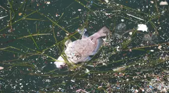 İzmir Körfezi'nde Plankton Aşırılığı ve Balık Ölümleri Tehdidi