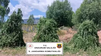 Erzurum'da 625 Bin Kök Kenevir Ele Geçirildi