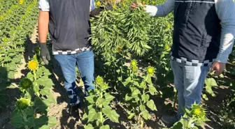 Kırşehir'de Yasa Dışı Kenevir Operasyonu: 2 Gözaltı