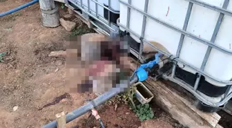 Bahçe Sulama Anlaşmazlığı Kanlı Bitti: Bir Ölü, Bir Yaralı