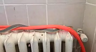 Kütahya'da Restoranın Tuvaletinde Yılan Paniği
