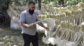 Sivas'ta Pampas Bitkisi İle Ekonomiye Katkı
