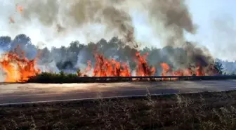 Sakarya'da D-140 Kara Yolunda Yangın Paniğe Sebep Oldu