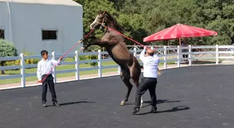 Bursa'da Tayların Açık Artırmasında Rekor Fiyat