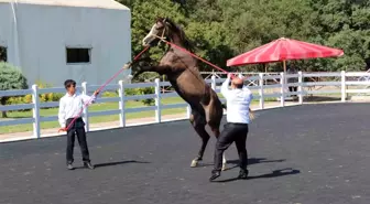 Karacabey Harası'nda 50 Tay Satışı: 23 Milyon Lira Gelir Elde Edildi