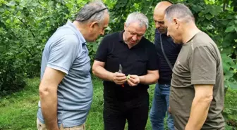 Trabzon'da 2025 Fındık Rekoltesi İçin Çotanak Sayımı Başladı