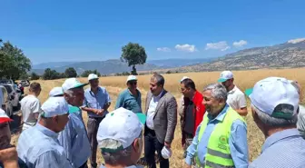 Samsun'da Kanola Hasadı Başladı