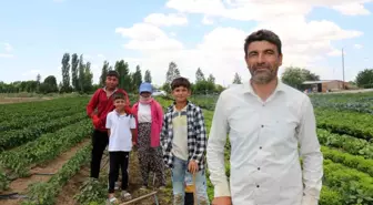 Eskişehir'de Tarım İşçileri Sıcak Havada Zorlu Şartlarda Çalışıyor