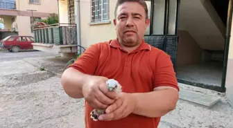 Konya'da Yavru Doğan Kuşu Koruma Altına Alındı