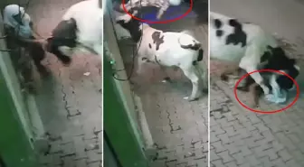 Başıboş inek, evinin önünde bekleyen yaşlı kadına saldırdı