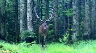 Bursa'nın Dağlarında Kızıl Geyik Görüntülendi