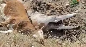 Karabük'te Şap Hastalığı: 3 Büyükbaş Hayvan Telef Oldu